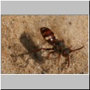 Nomada alboguttata - Wespenbiene w08 8mm.jpg